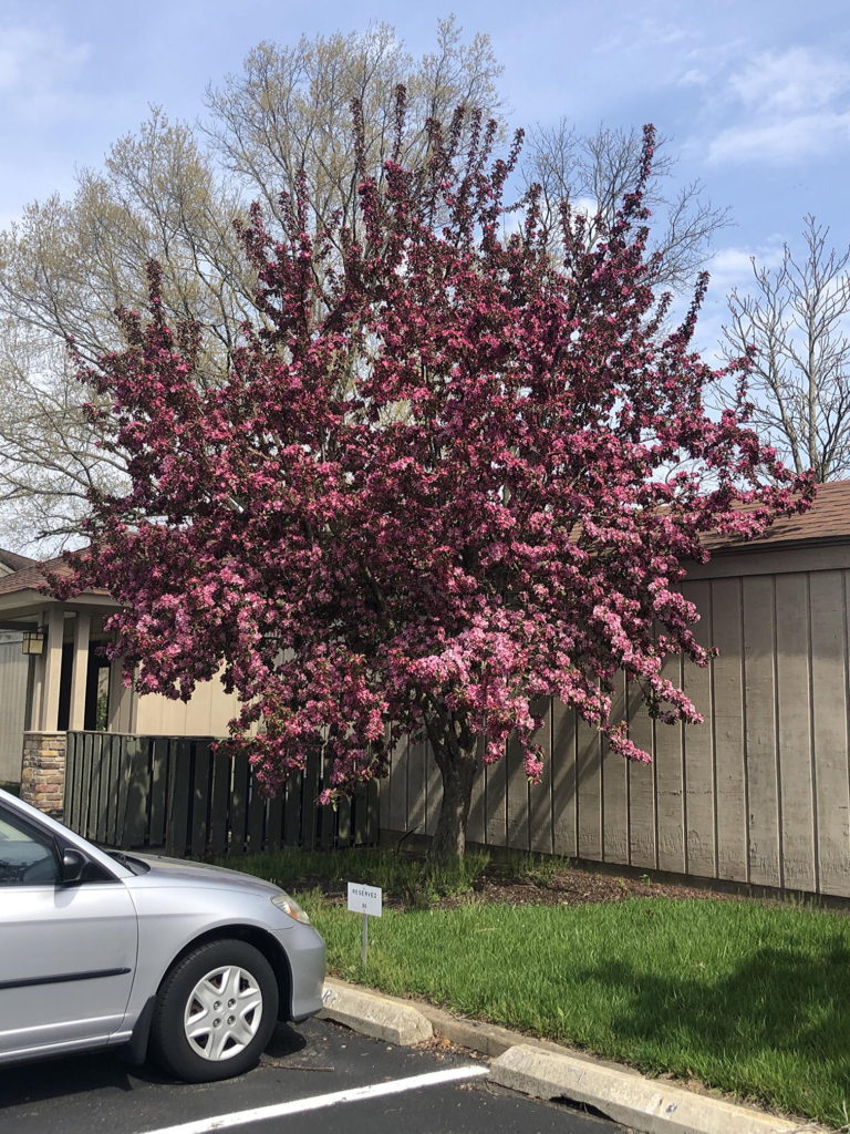 Centurion Crabapple