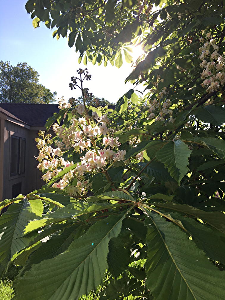 Horsechestnut