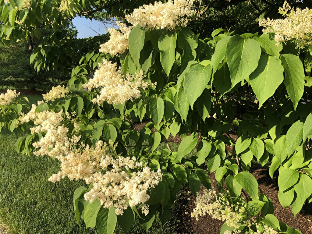 Chinese Tree Lilac