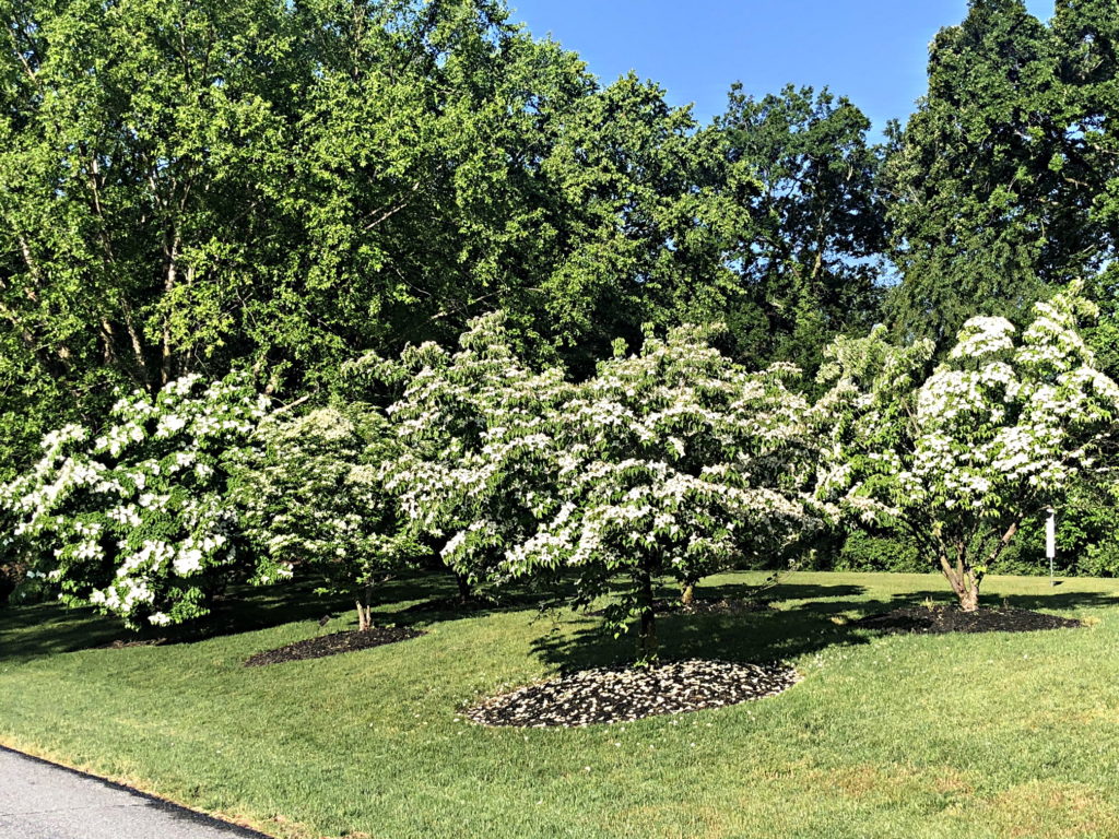 Kousa Dogwood