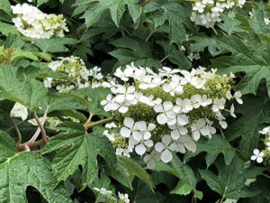Oakleaf Hydrangea