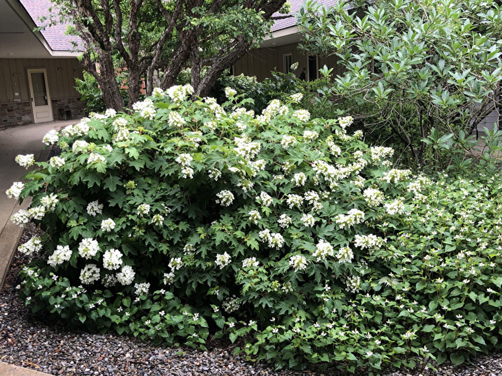 Oakleaf Hydrangea