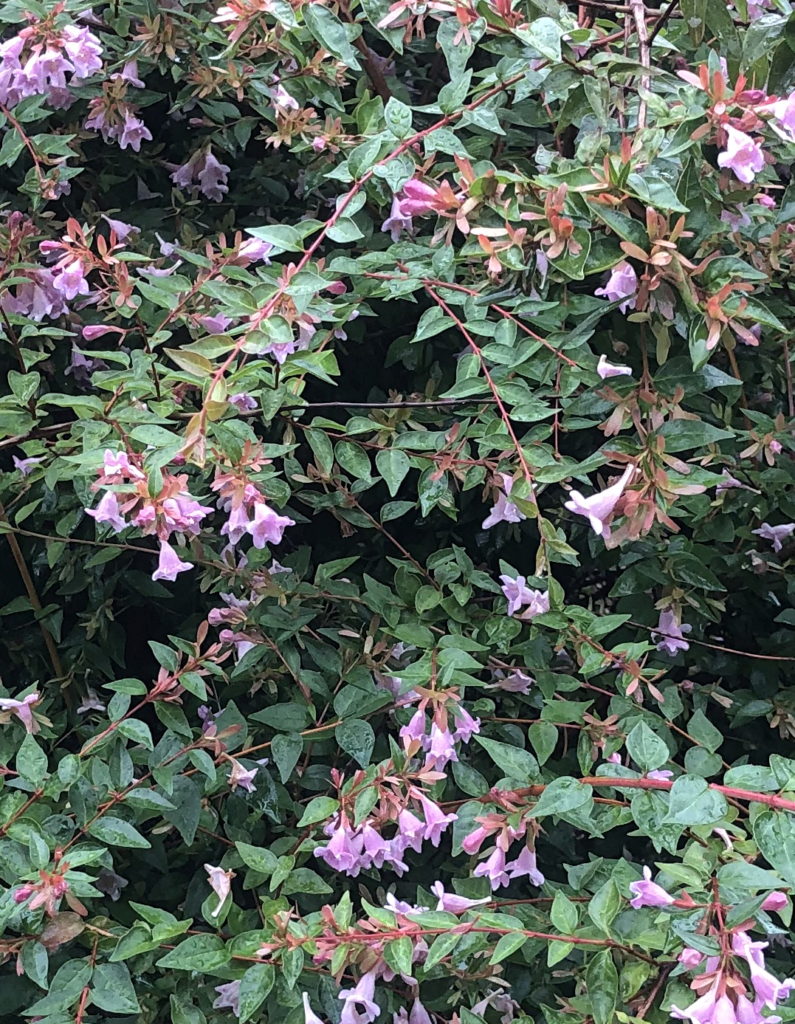 Abelia