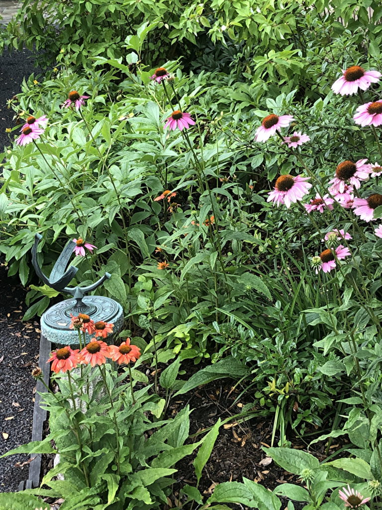 Coneflowers