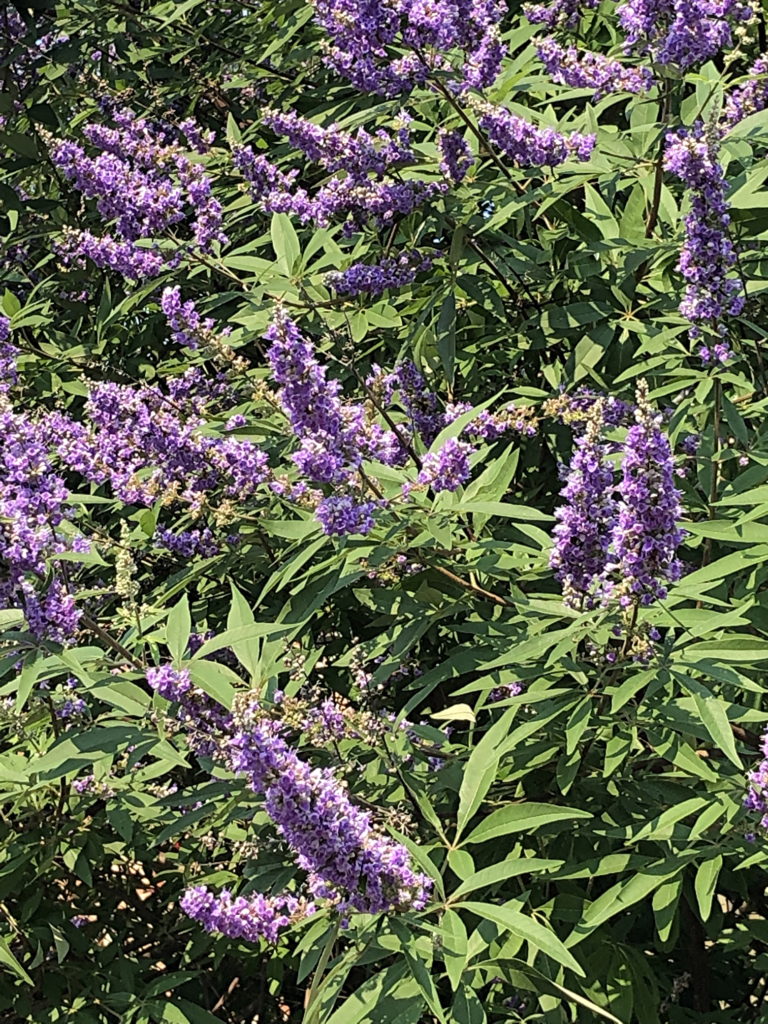 Vitex