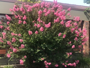 Crape Myrtle