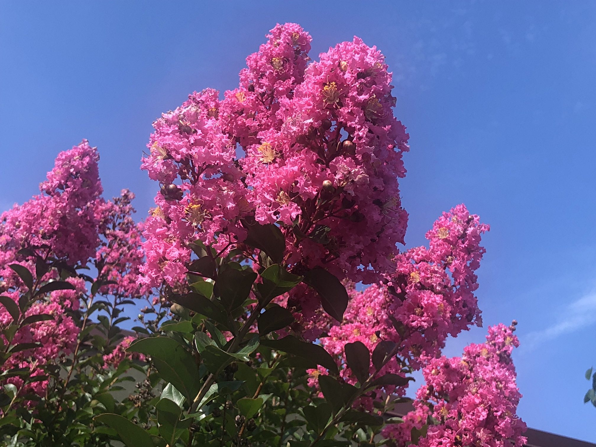 are crape myrtle trees bad for dogs