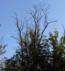 Ash tree