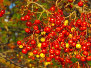 Crabapple