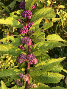 Beautyberry