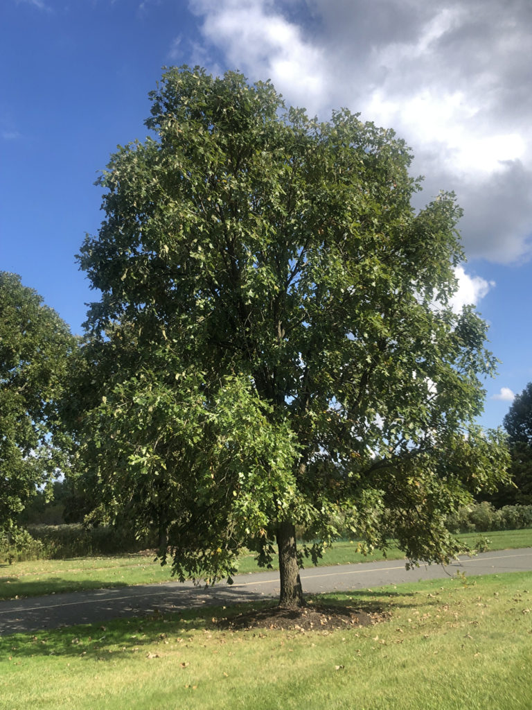 Bur Oak