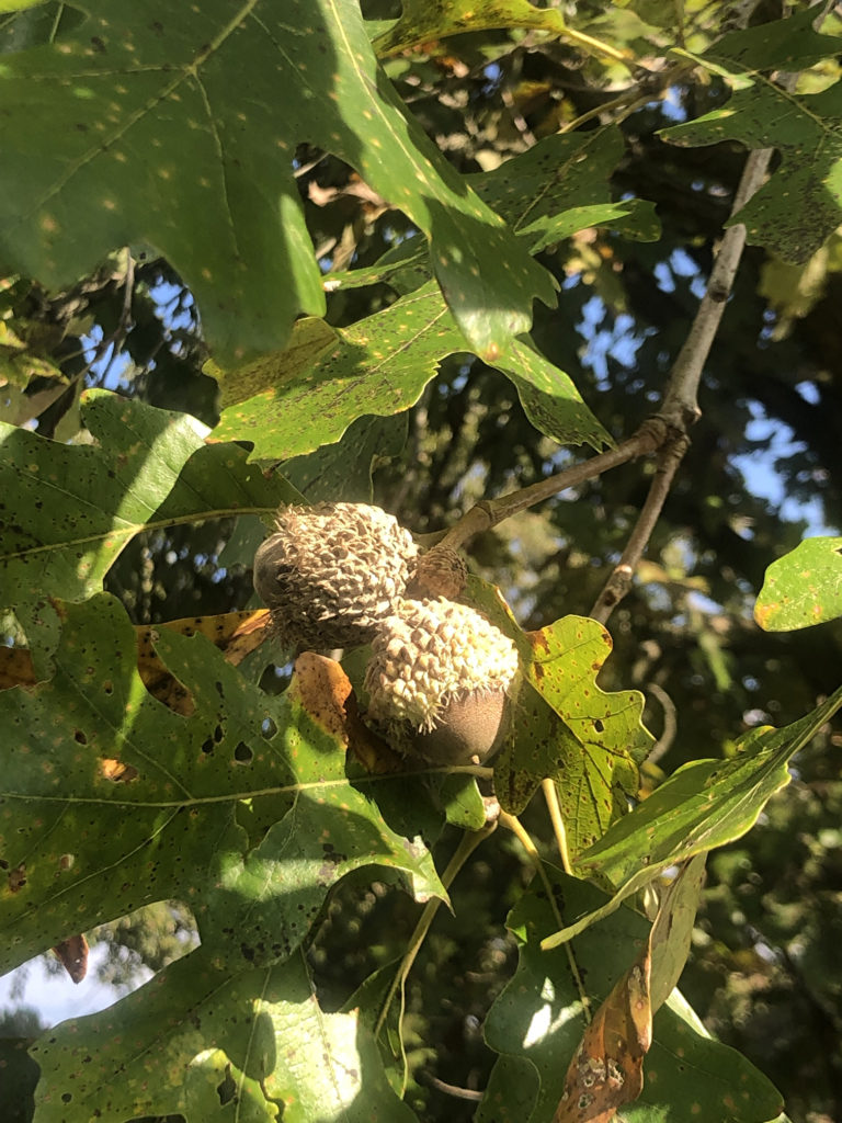 Bur Oak