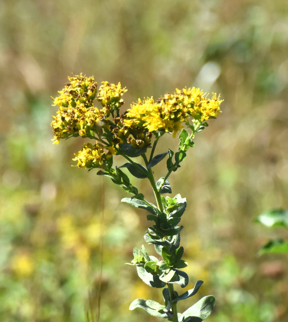 Gray Goldenrod