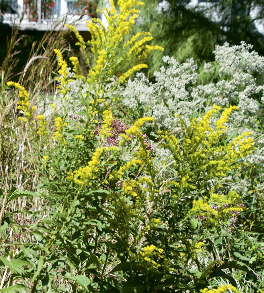 Goldenrod