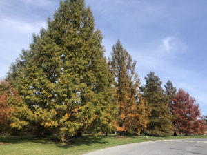 Dawn redwoods