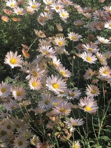 Daisies