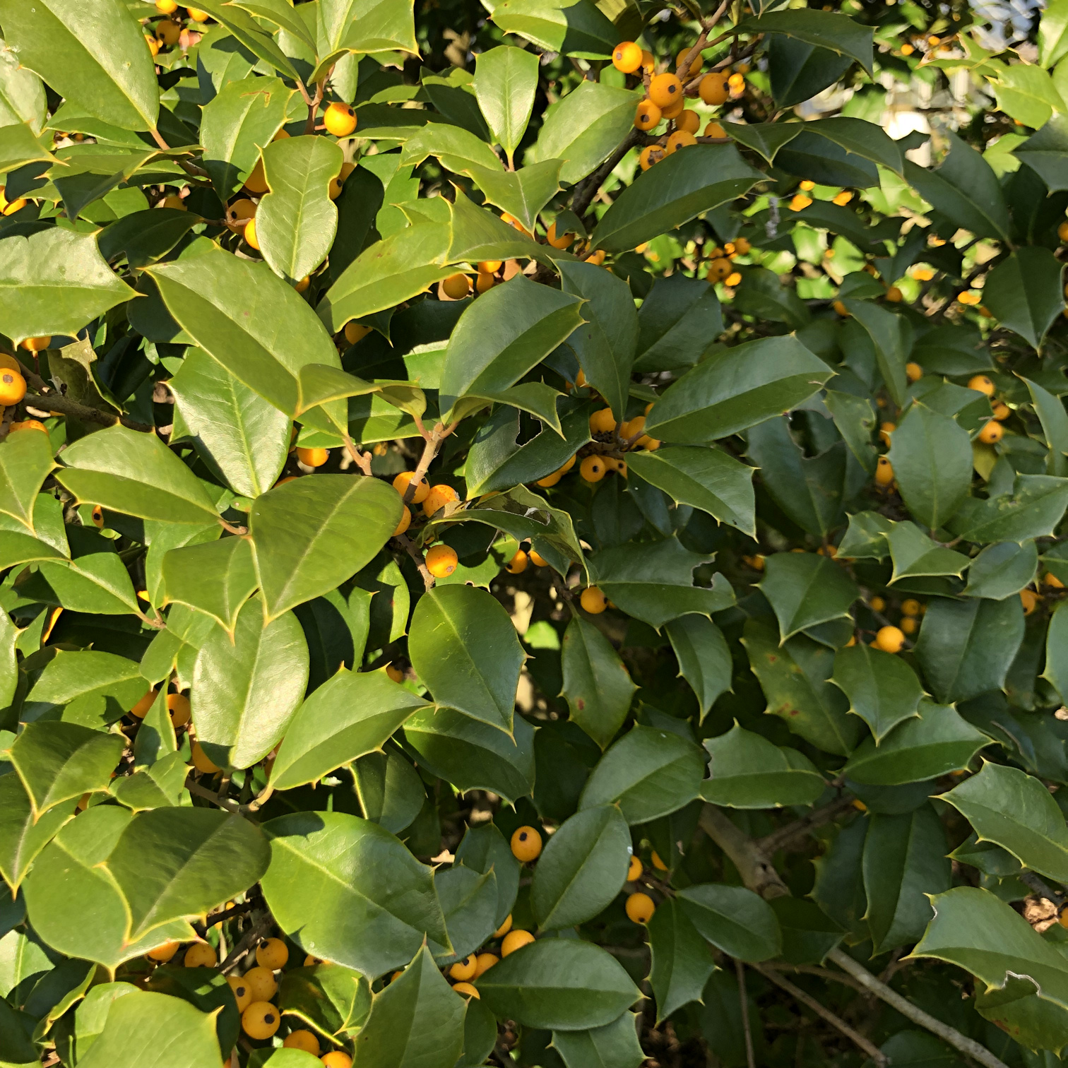 Yellow-fruited Holly