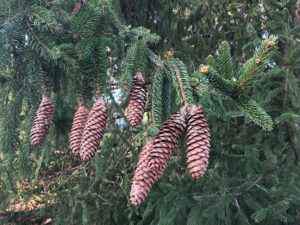 Pine Cones