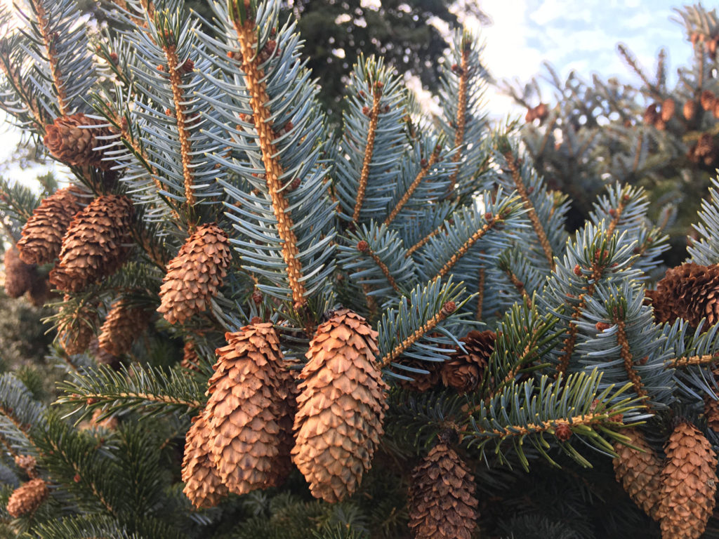 Pine Cones