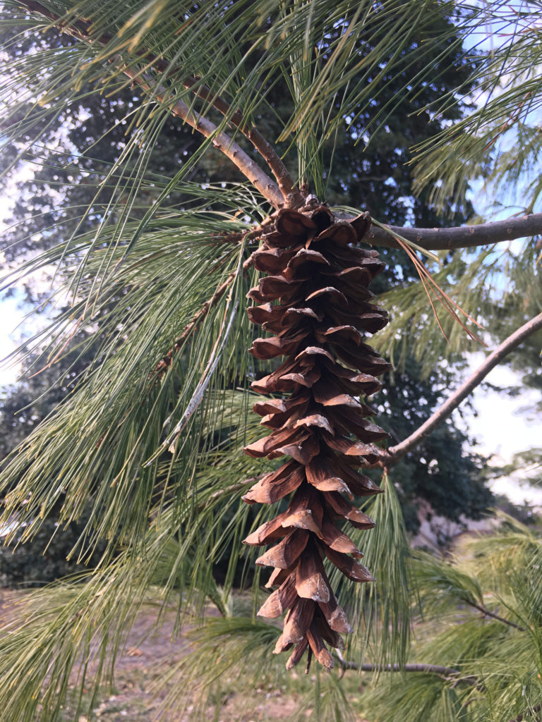 Pine Cones