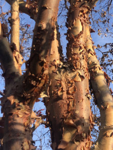 Paperbark Maple