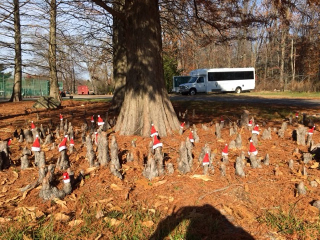 Bald Cypress knobs