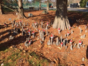 Bald Cypress knobs