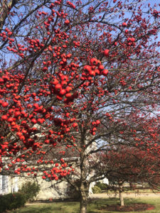 Hawthorn fruit