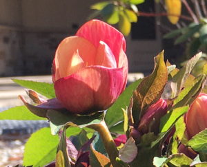 Lenten Rose