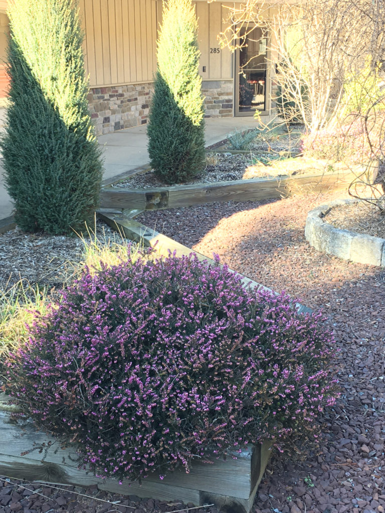 Winter Heath in bloom