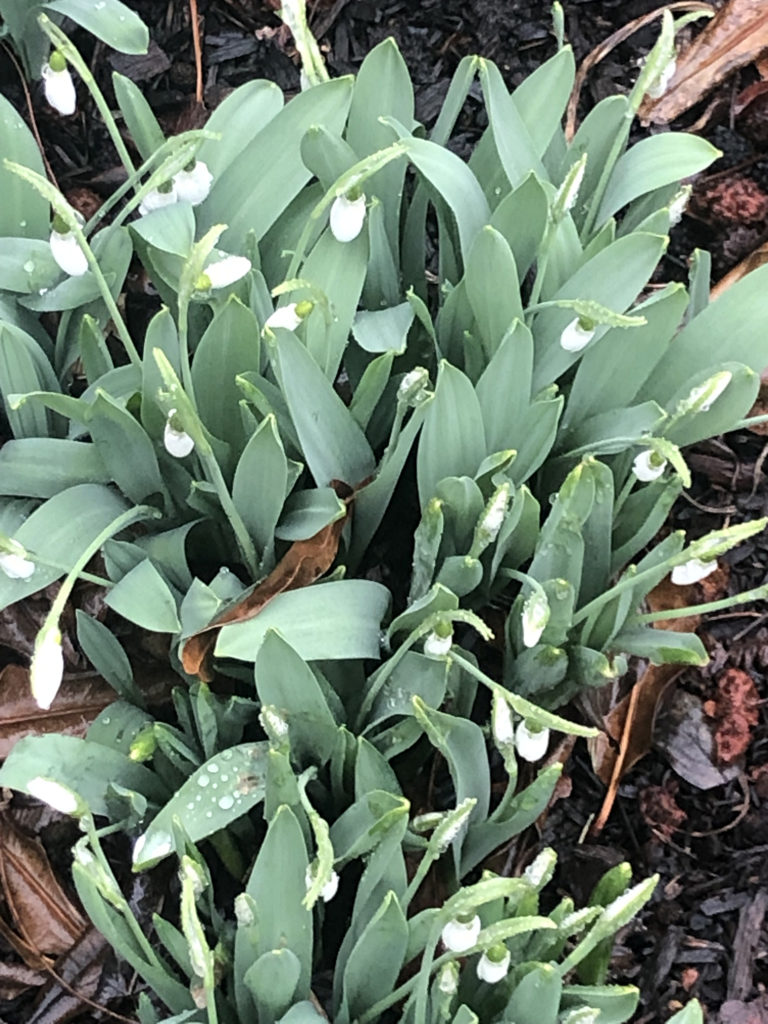 Snowdrops