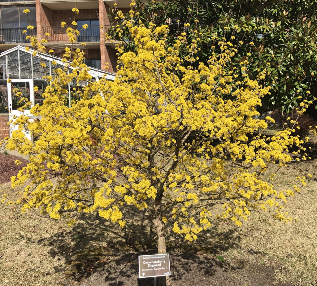 Cornelian Cherry