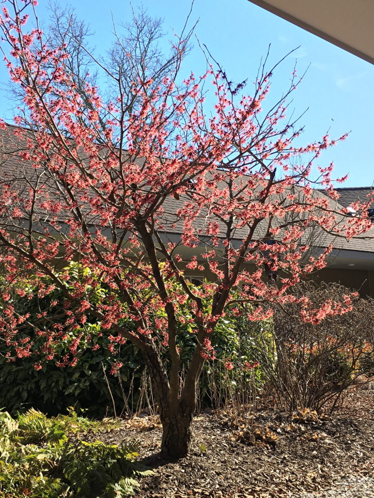 Witch Hazel bloom