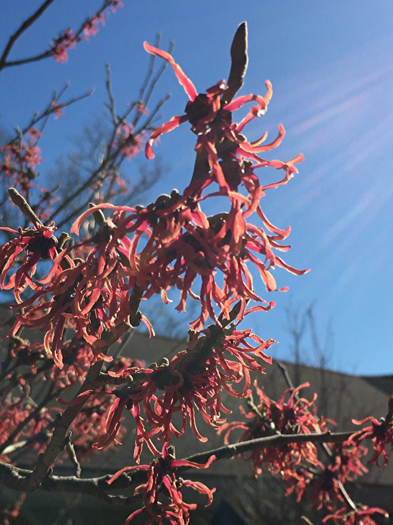 Witch Hazel bloom