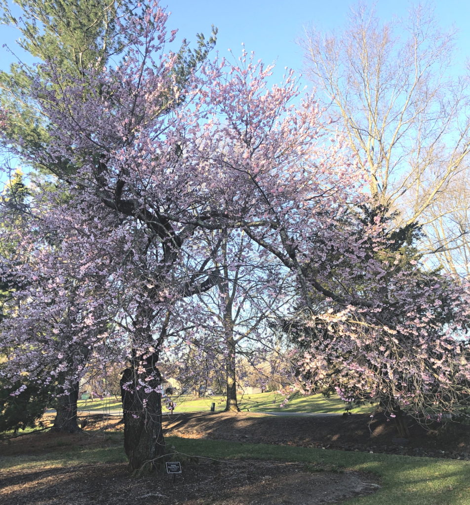 Autumn Flowering Cherry