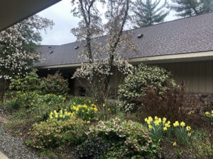 Court 17 spring blooms