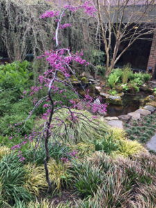 Redbud