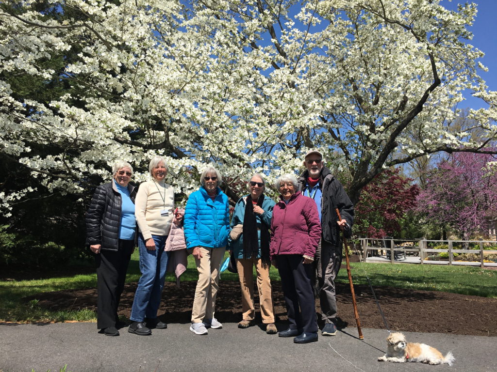 Dogwood tree