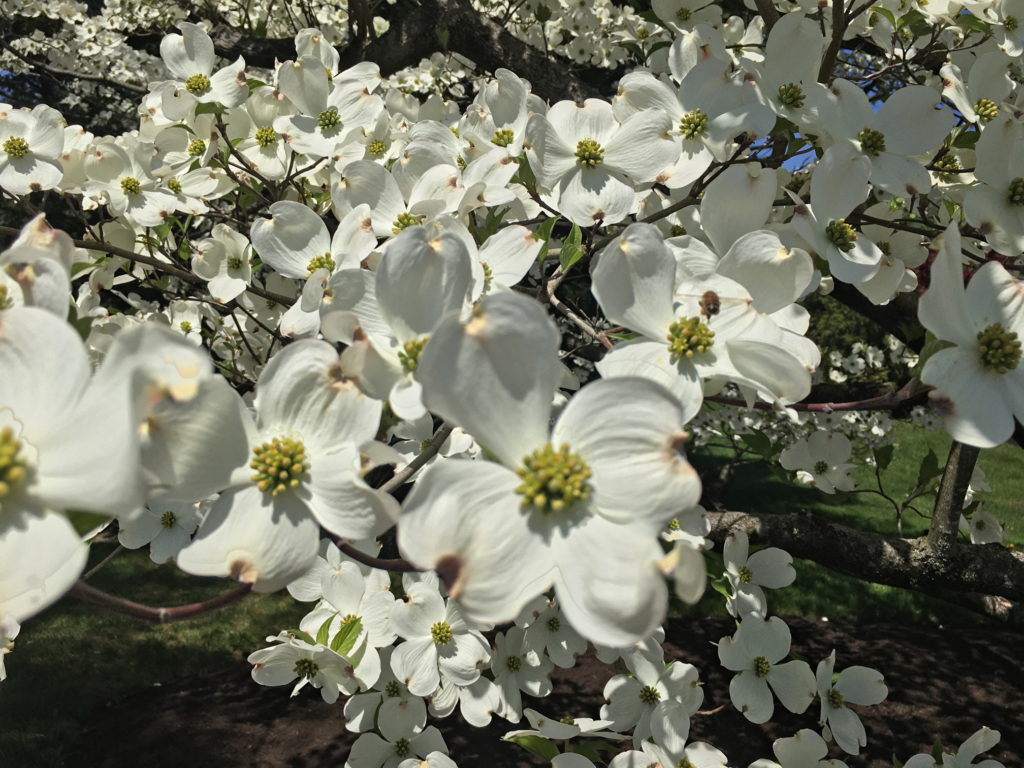 Dogwood tree