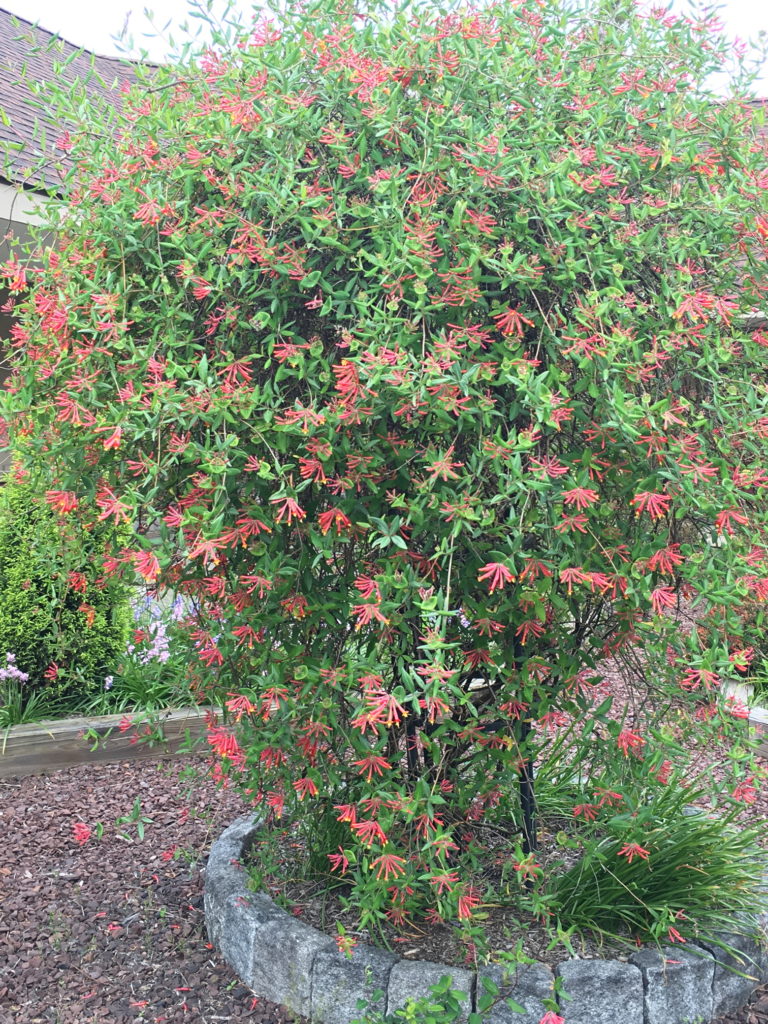 Honeysuckle