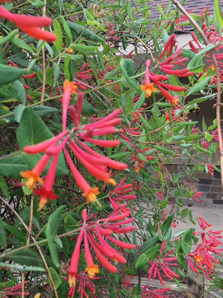 Honeysuckle