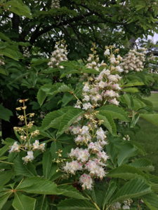Horse Chestnut