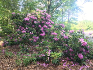 Rhododendron