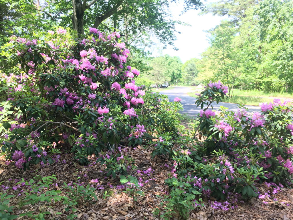 Rhododendron