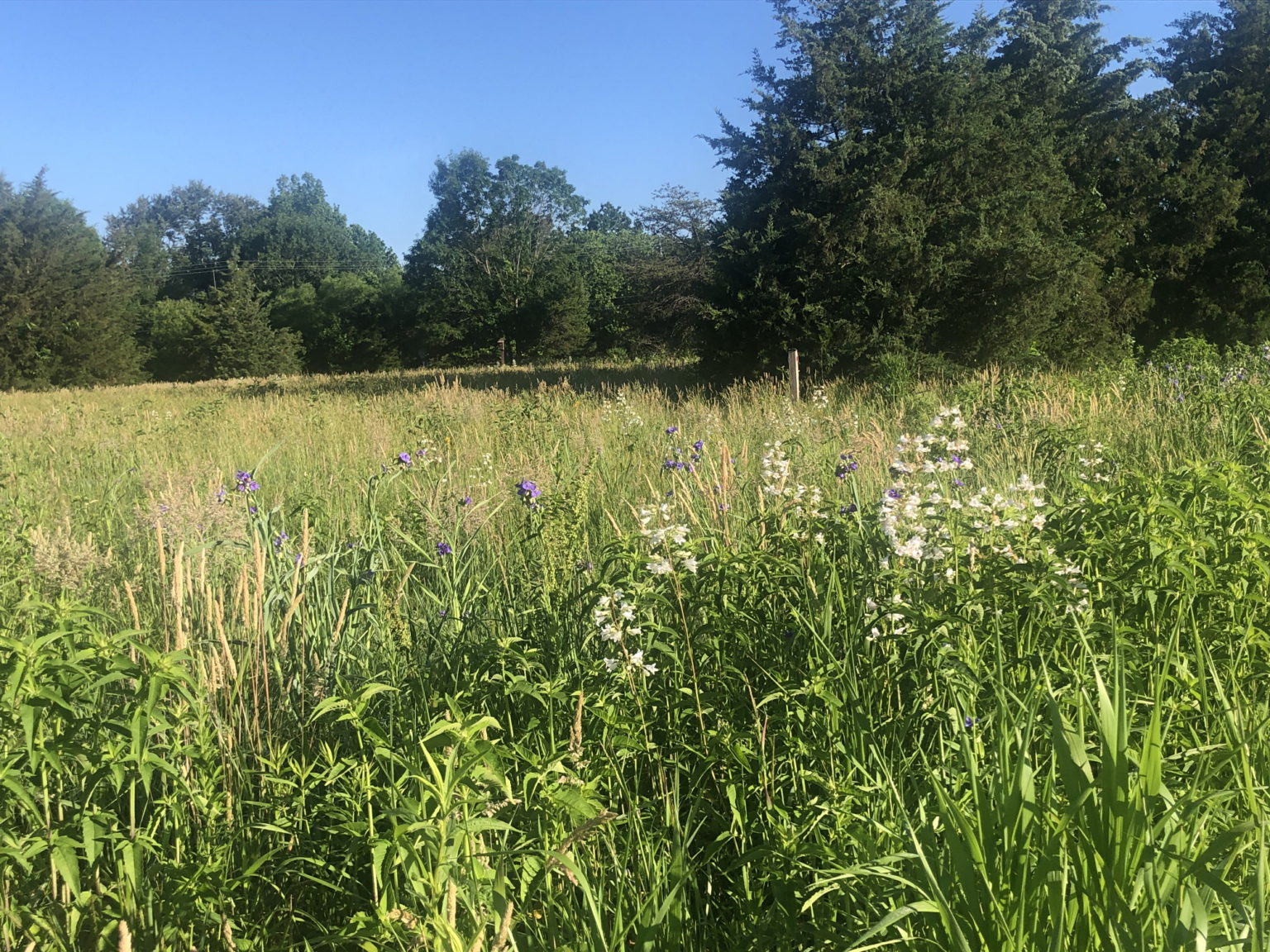 Medford Leas Meadow