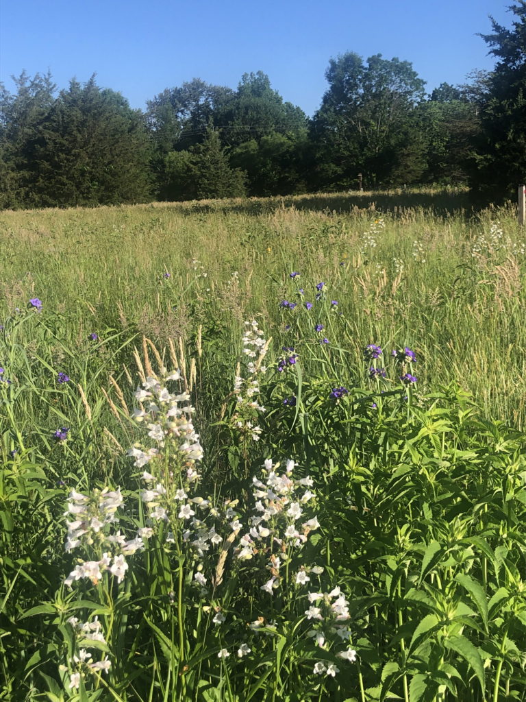 Medford Leas Meadow