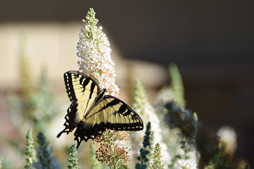 Butterfly, Court 10