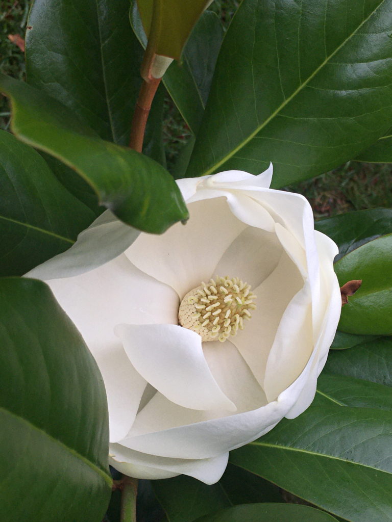 magnolia