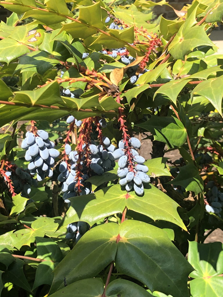 Mahonia berries