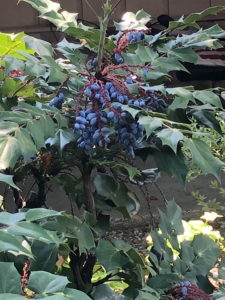 Mahonia berries